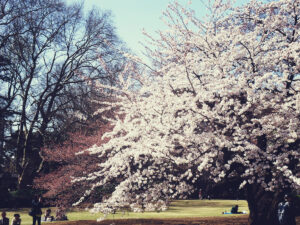 hanami-flores-de-cerejeira-sakura