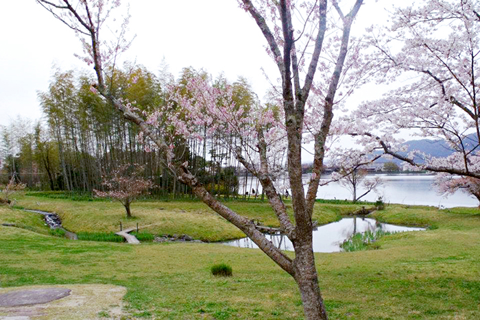 Sakura por todos os lados