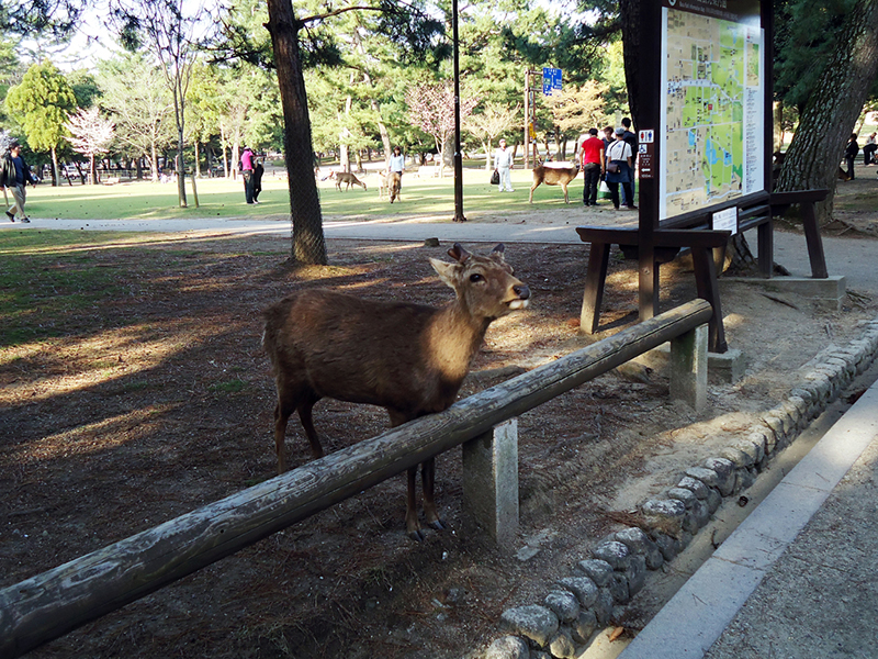 Veados pelo parque de Nara