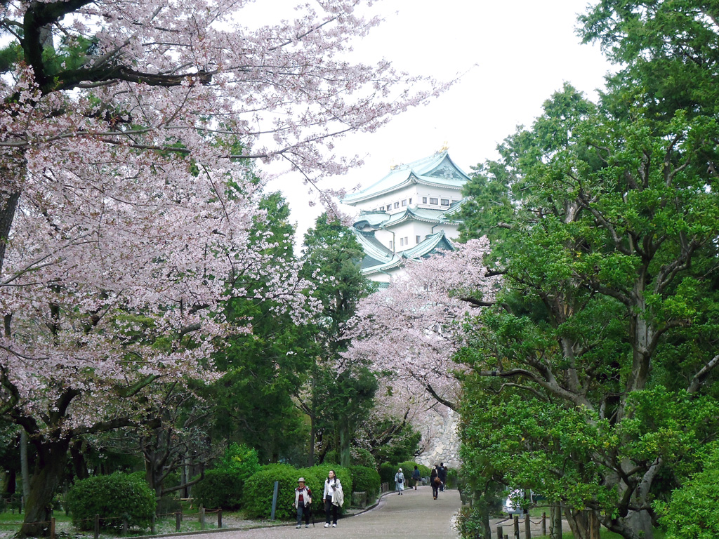 Castelo de Nagoya cheio de flores de cerejeira